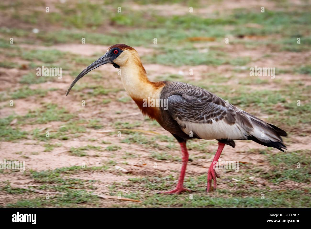 Seitenansicht eines Ibis Walking on the Ground, Pantanal Wetlands, Mato Grosso, Brasilien Stockfoto
