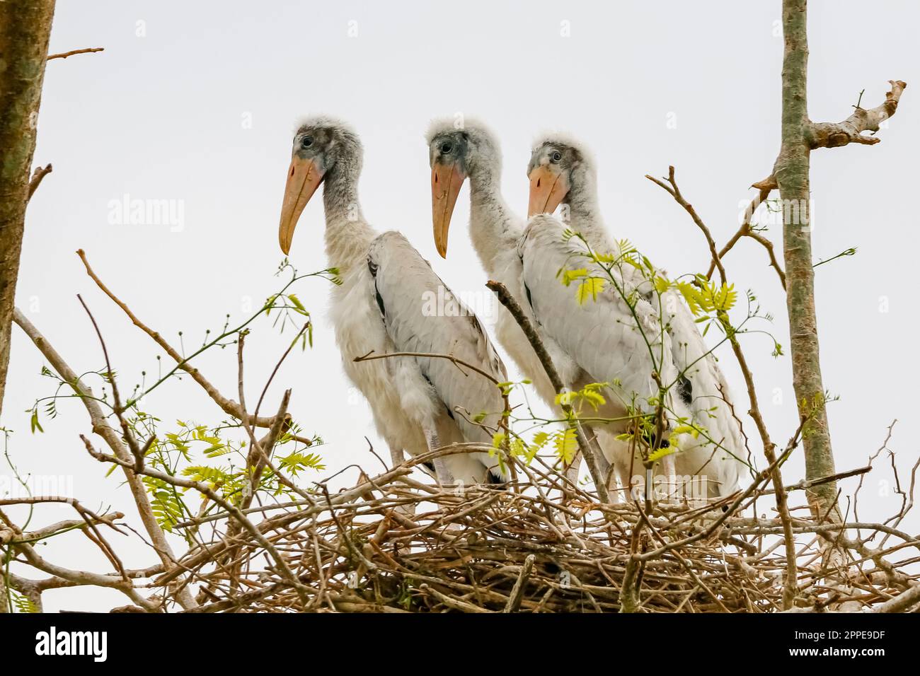 Drei junge Waldstorche stehen in ihrem Nest auf einem Baum vor hellem Hintergrund und schauen in dieselbe Richtung, Pantanal Wetlands, Mato Grosso, Brasilien Stockfoto