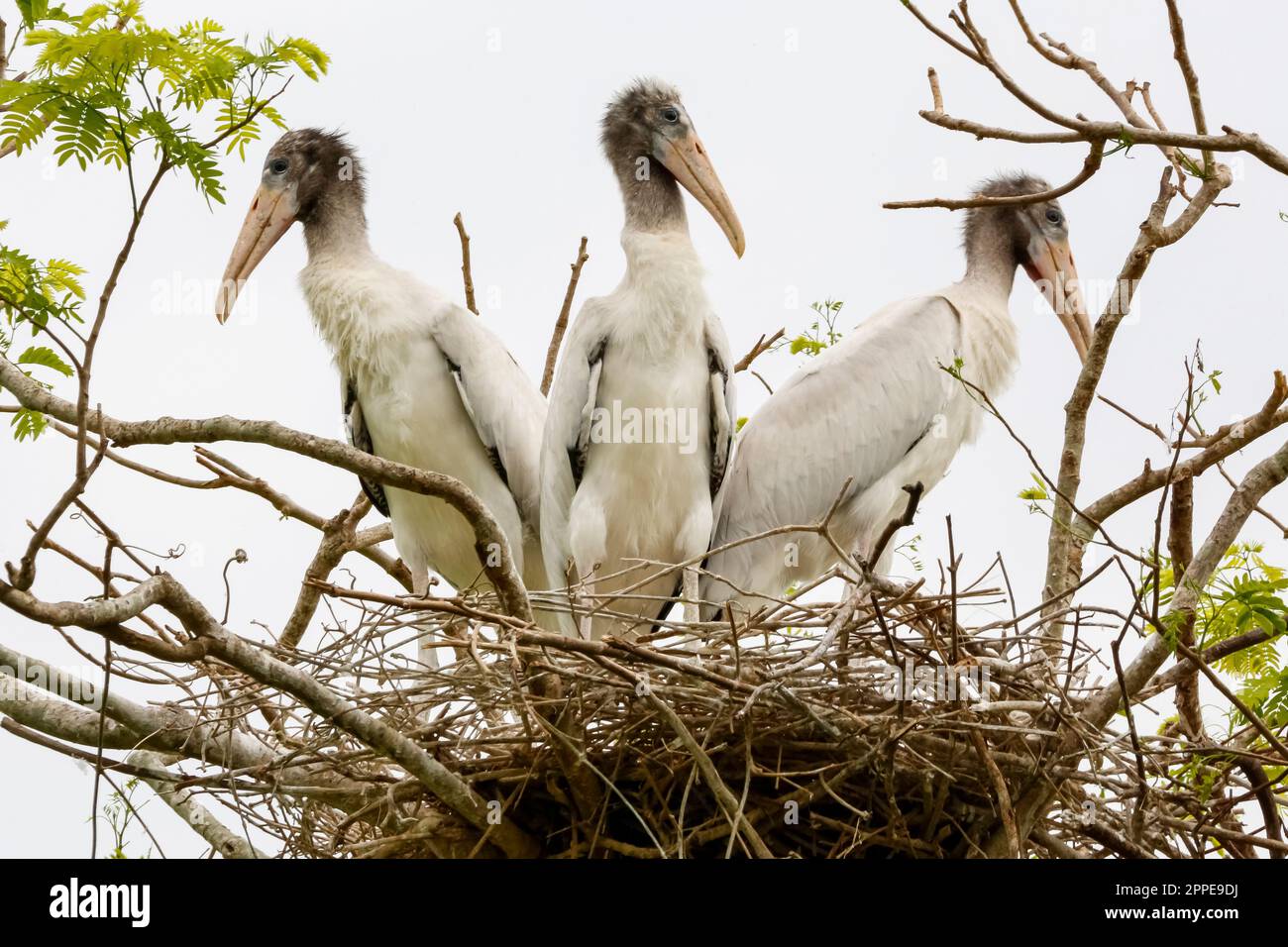 Drei junge Waldstorche stehen in ihrem Nest auf einem Baum vor hellem Hintergrund, jeder blickt in die andere Richtung, Pantanal Feuchtgebiete, Mato Grosso, B. Stockfoto
