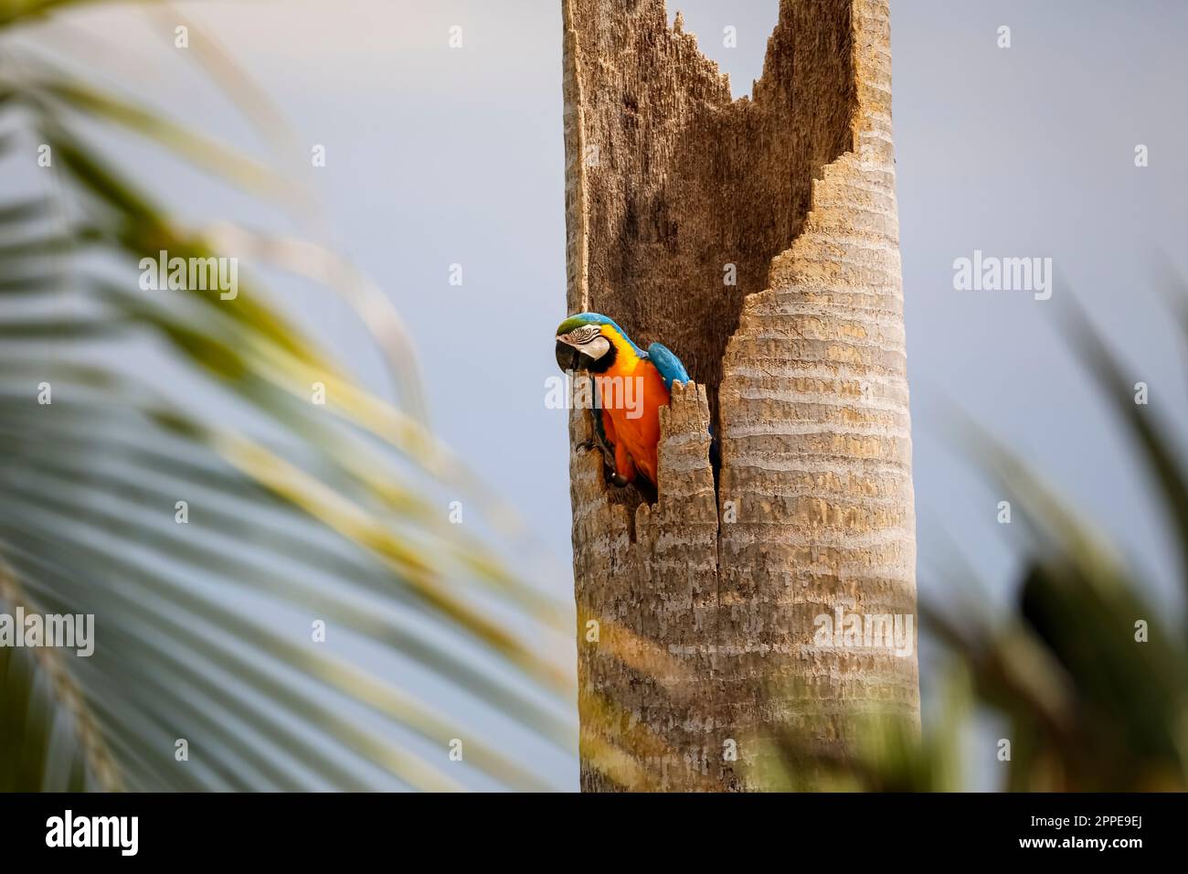 Blau-gelber Macaw sitzt in einem Palmstumpf, Palmenfront im Vordergrund, Pantanal Feuchtgebiete, Mato Grosso, Brasilien Stockfoto