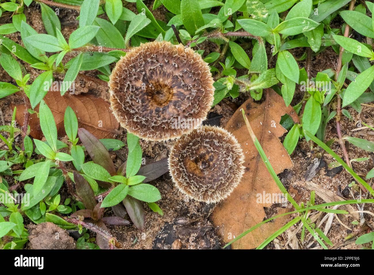 Geschossen von oben von zwei Pilzen mit braunen Mustern, umgeben von grünen Blättern, Pantanal Wetlands, Mato Grosso, Brasilien Stockfoto