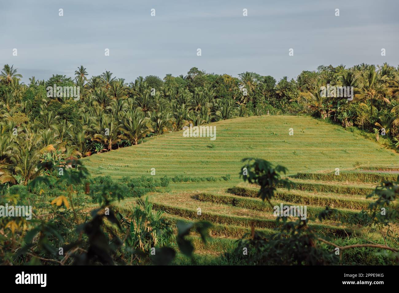 Hochsterrassen mit Palmen auf der tropischen Insel Bali und Sonnenlicht Stockfoto