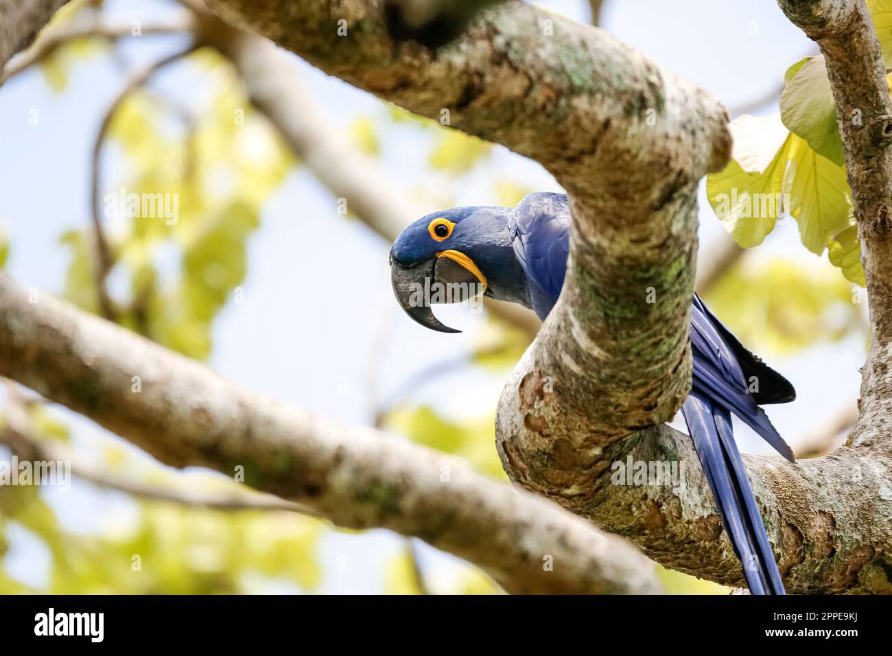 Hyazinth Macaw sitzt auf einem Ast, blickt nach unten, Pantanal Wetlands, Mato Grosso, Brasilien Stockfoto