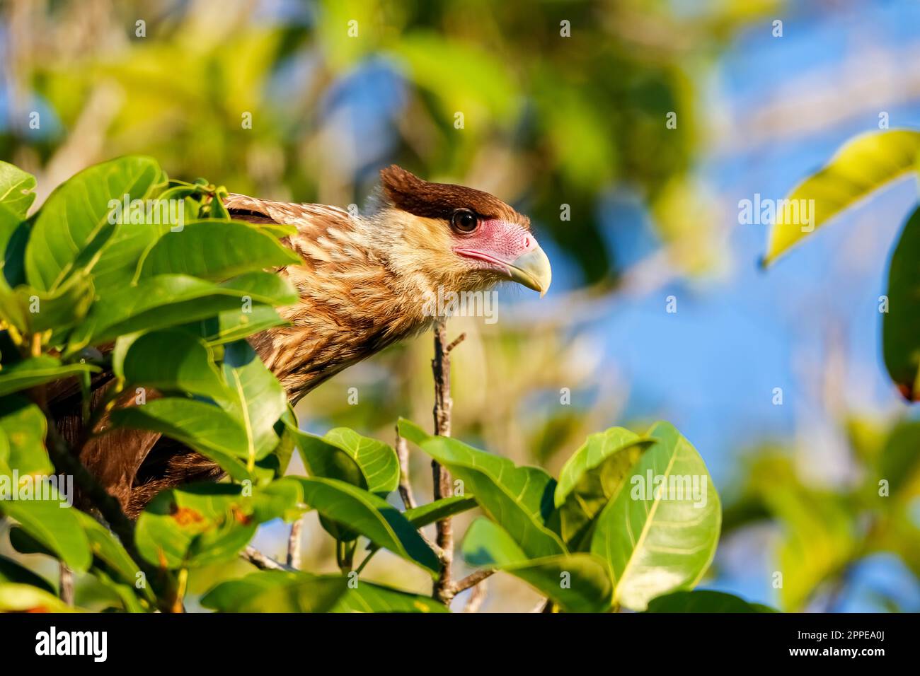 Nahaufnahme einer Caracara, die sich in einem Baum mit grünen Blättern vor blauem Himmel befindet, Pantanal Wetlands, Mato Grosso, Brasilien Stockfoto