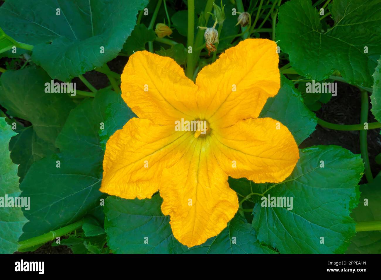 Cucurbita Pepo - eine männliche Blume einer Spaghetti-Kürbis- oder Gemüsekürbis-Pflanze. B.C., Kanada. Stockfoto