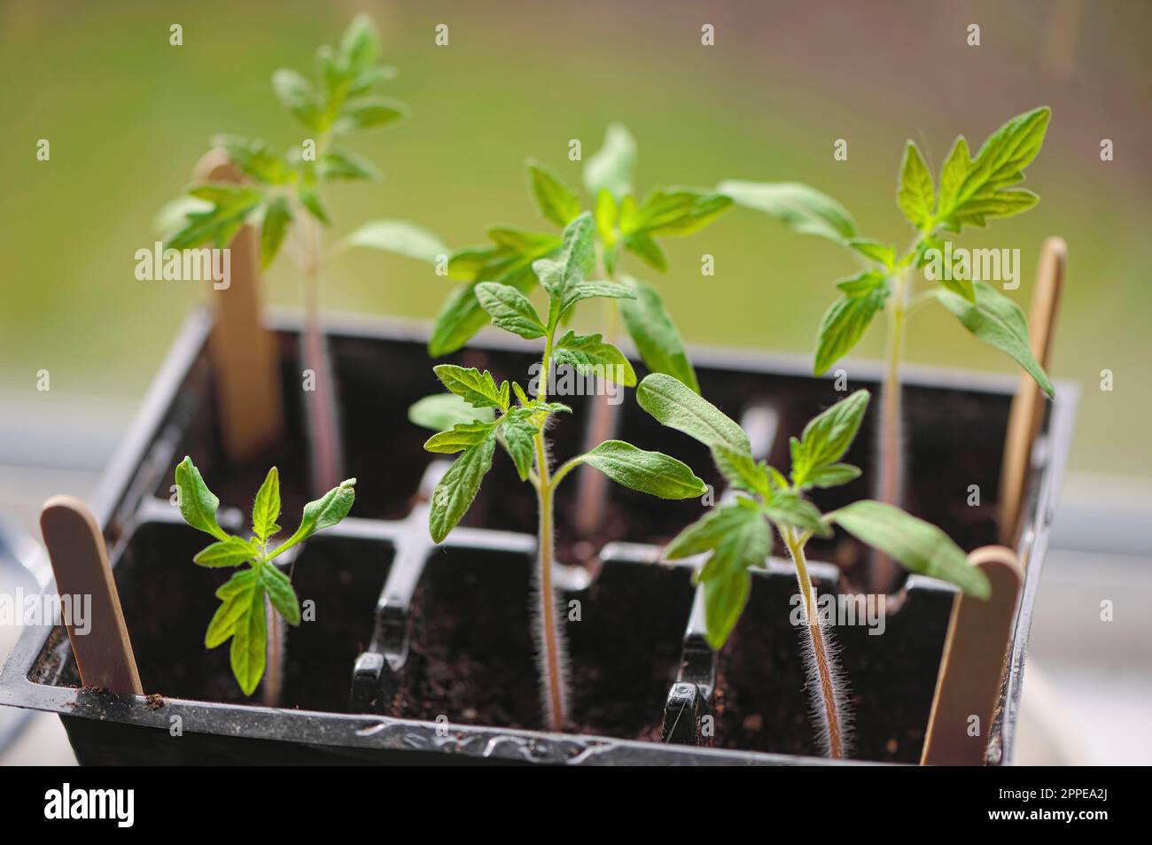 Solanum lycopersicum - Setzlinge für Tomaten in einem 6-Pack-Tablett, das auf einer Fensterbank wächst - hausgemachte - Gemüsesetzlinge. British Columbia, Kanada. Stockfoto