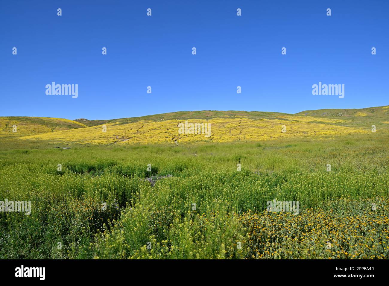 California Super Bloom Wildflower - Carrizo Plain Stockfoto