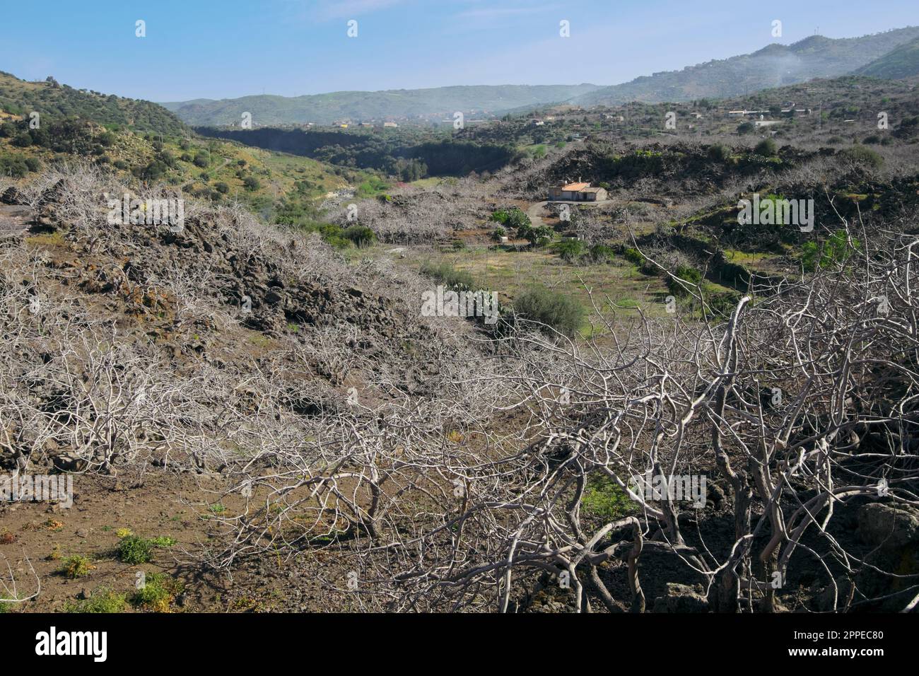 Pistazienplantage auf hohem Weg des Flusses Simeto zwischen Bronte und Adrano in Sizilien, Italien Stockfoto