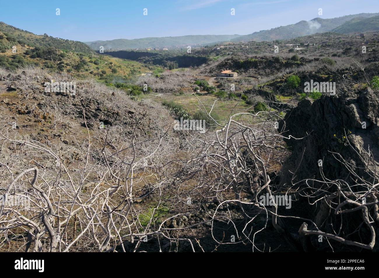 Pistazienplantage auf dem Hochlauf des Flusses Simeto zwischen Bronte und Adrano in Sizilien, Italien Stockfoto