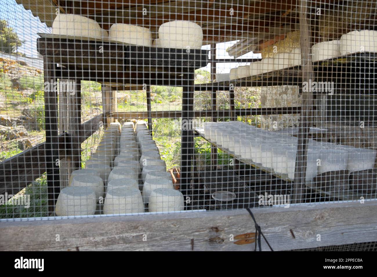 Handwerkliche Käsereifung: Von „Ricotta“ bis zu gesalzenem „Ricotta“, einem traditionellen sizilianischen Gericht, Italien Stockfoto