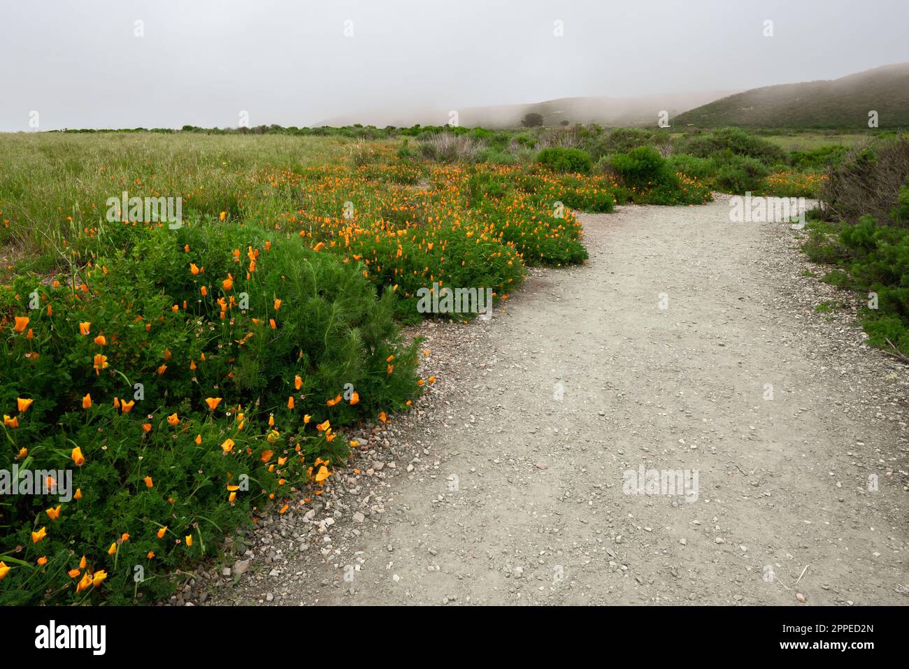 Wanderweg entlang der Küste mit kalifornischem Mohn in voller Blüte im Montana de Oro State Park, Central California Coast Stockfoto