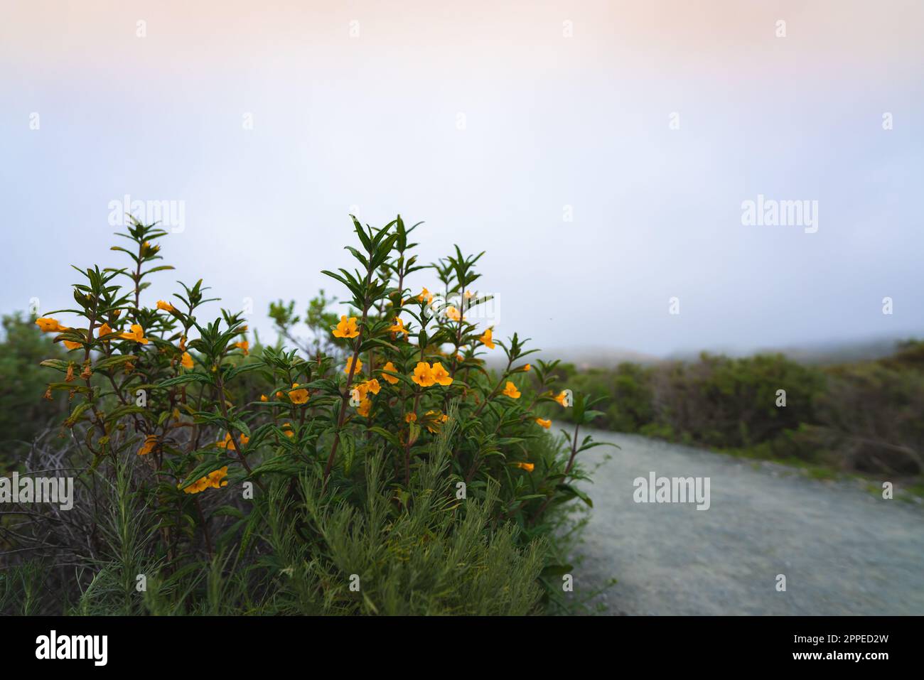 Buschaffenblume, hoher Strauch mit wunderschönen orange-gelben Blumen, Mimulus aurantiacus (Diplacus) in Blüte. Montana de Oro State Park, Kalifornien CO Stockfoto