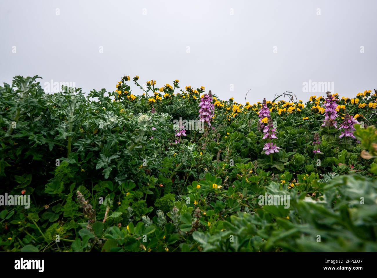 Blühende Wildblumen und nebiger Himmel im Hintergrund, kalifornische Landschaft Stockfoto