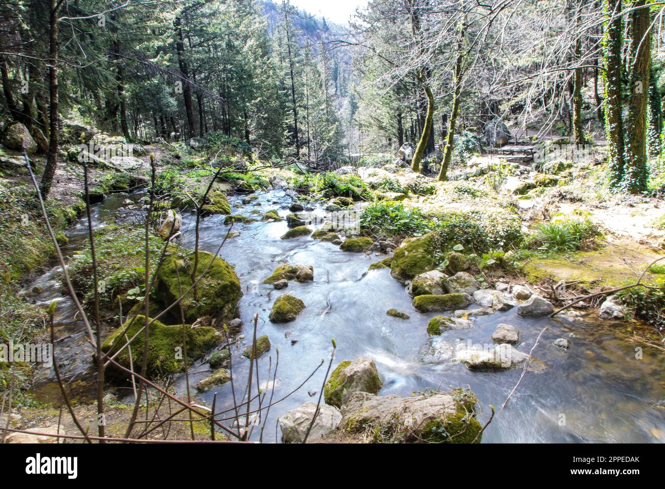 Zypressenwälder und Wasserfall von Fontegreca in den Bergen Matese, Provinz Caserta in Kampanien, Italien, Stockfoto