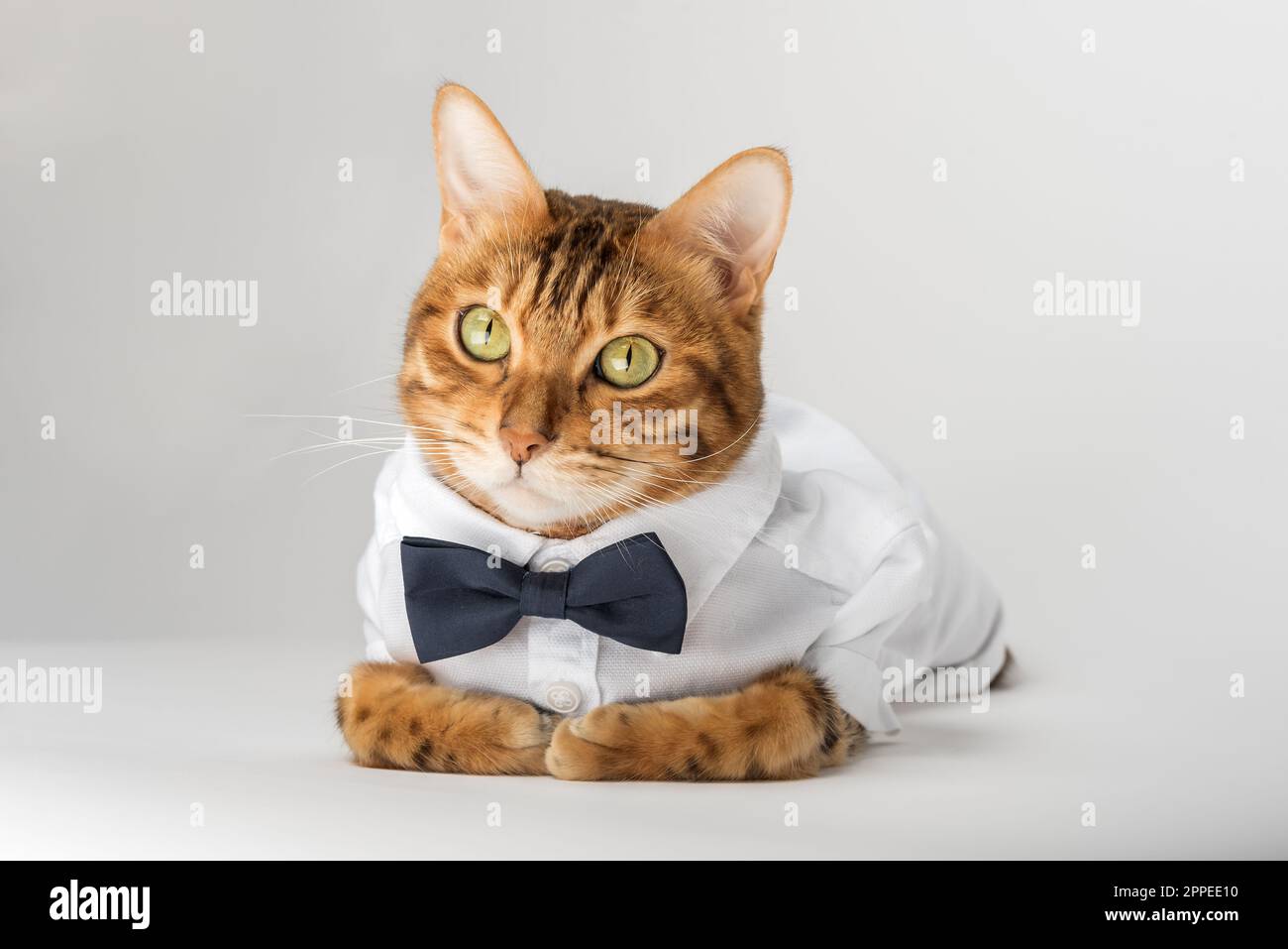 Die Katze in einem Hemd und einer Fliege auf weißem Hintergrund ist isoliert. Stockfoto