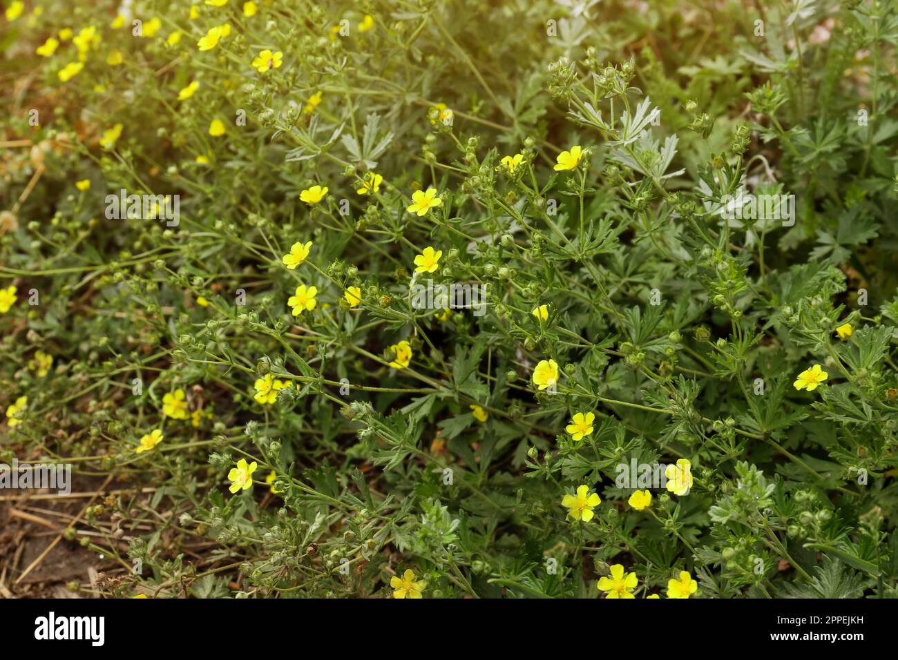 Wunderschöne blühende Potenzpflanzen, die auf dem Feld wachsen Stockfoto Wunderschöne blühende Potenzpflanzen, die auf dem Feld wachsen Stockfoto
