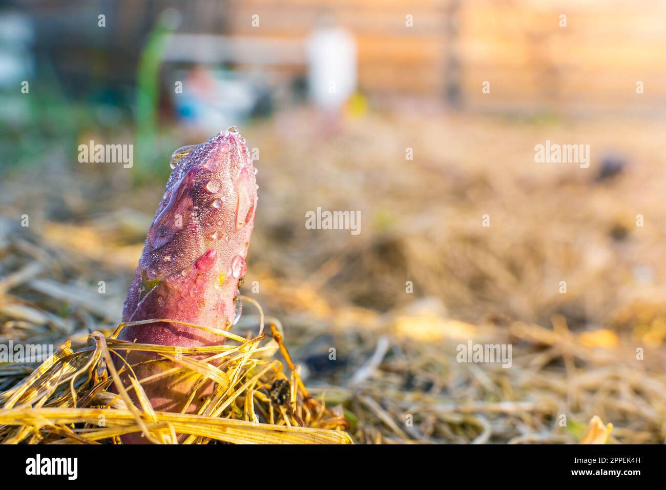 Junger Spargel in Tautropfen im Gemüsegarten-Nahaufnahme. Die ersten rosa Spargelstangen wachsen im Gemüsegarten. Die ersten Pflanzen wachsen Stockfoto