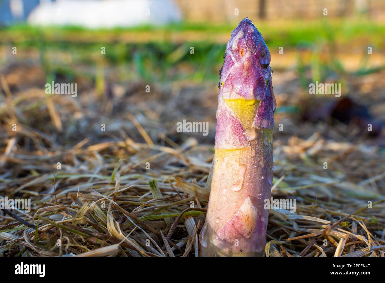 Junger Spargel in Tautropfen im Gemüsegarten-Nahaufnahme. Die ersten rosa Spargelstangen wachsen im Gemüsegarten. Die ersten Pflanzen wachsen Stockfoto