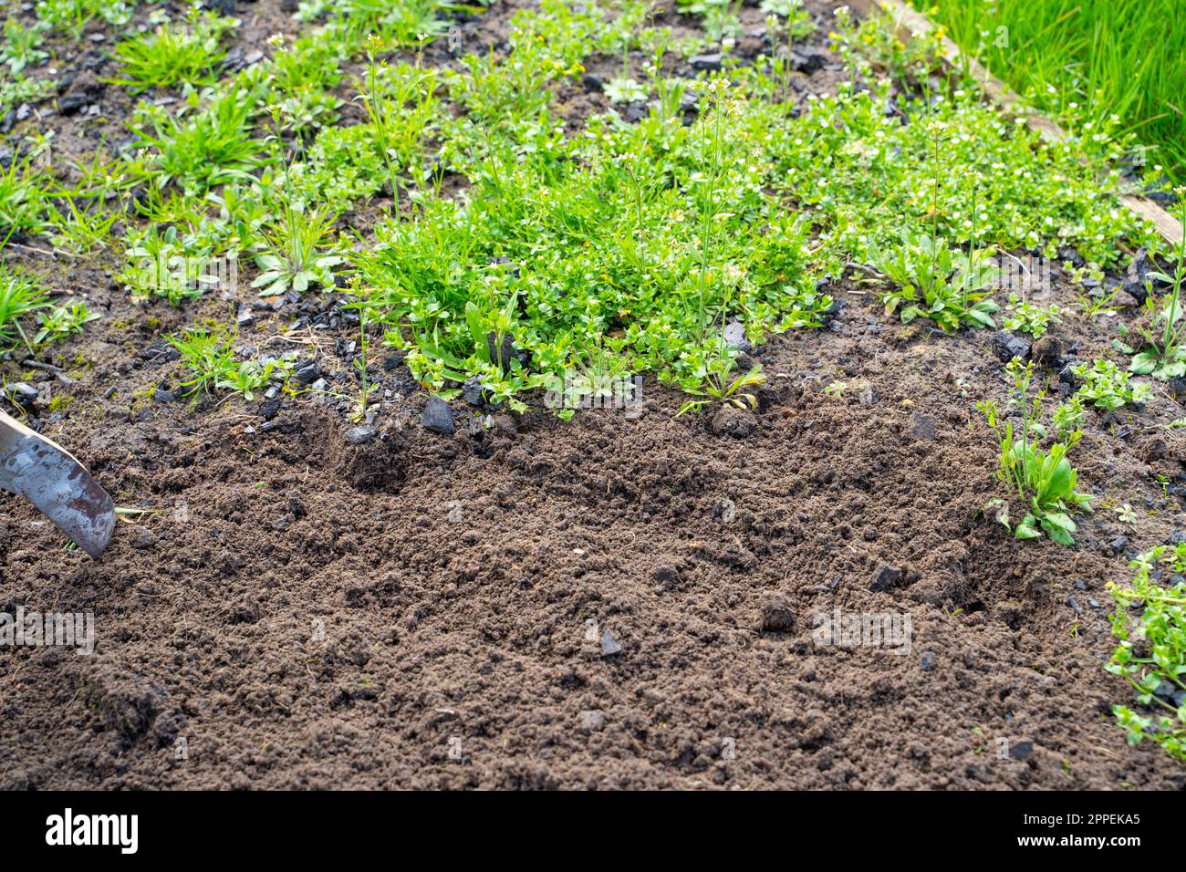 Der Boden im Gartenbeet vor und nach der Unkrautreinigung. Pflügen des Gartens im Frühling und Vorbereitungen für die Pflanzung. Gartenarbeit Stockfoto