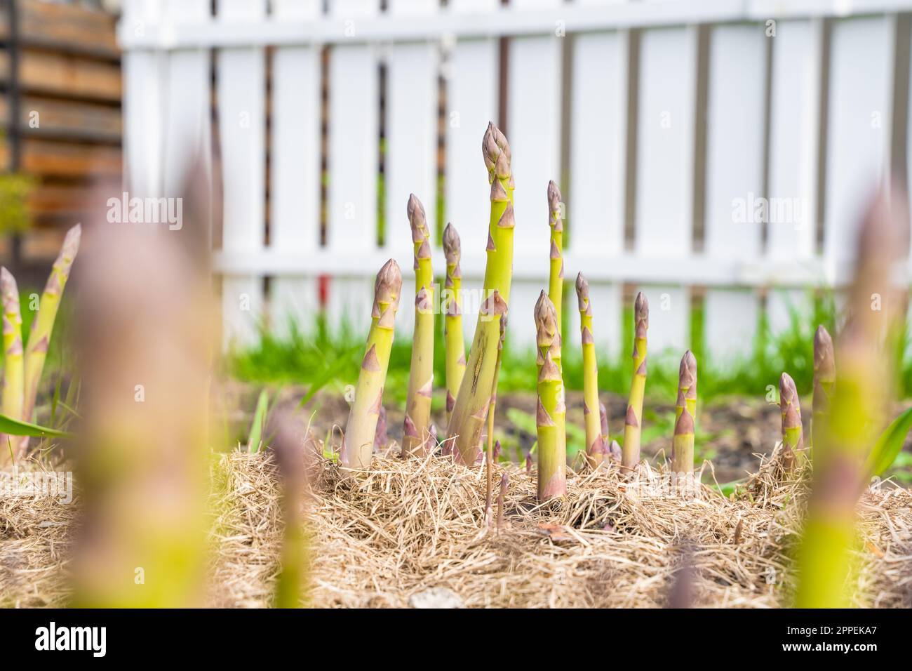 Spargelsprossen wachsen in einem Gartenbeet mit trockenem Grasmulch, Nahaufnahme Stockfoto