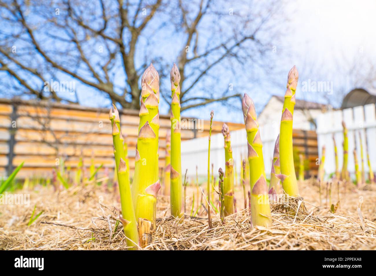 Gartenbett mit wachsendem Spargel aus Nahaufnahme. Mulchen Sie den Boden mit trockenem Gras. Anbau von köstlichem Gemüse im Garten Stockfoto