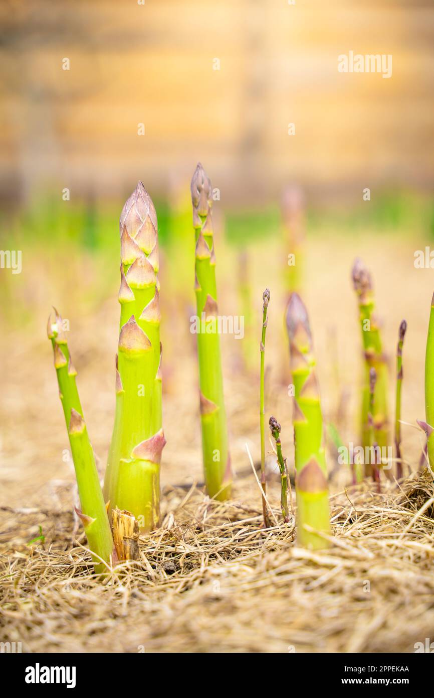 Spargelsprossen wachsen in einem Gartenbett Nahaufnahme auf einem unscharfen Hintergrund, vertikales Foto Stockfoto