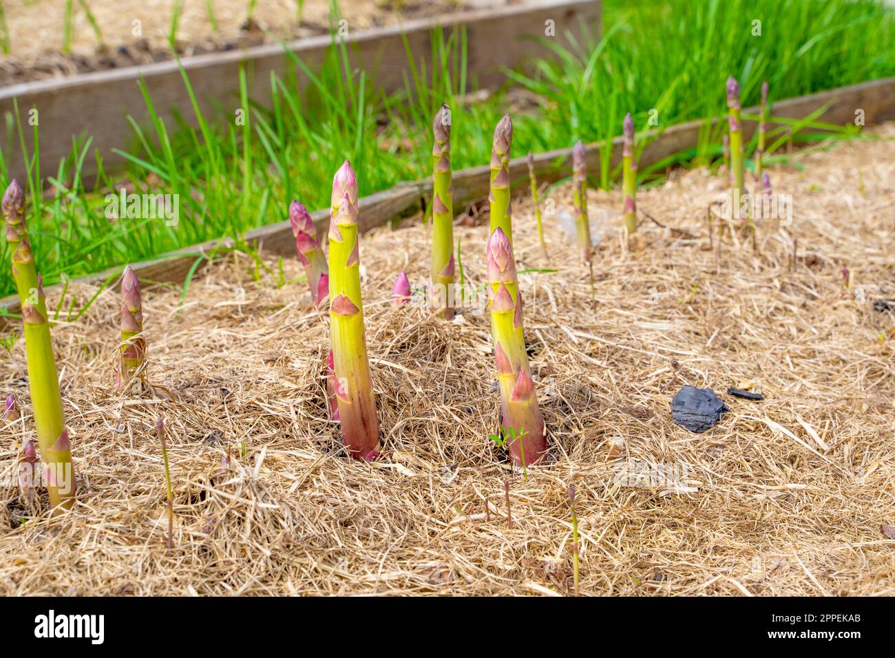 Gartenbett mit wachsendem Spargel aus Nahaufnahme. Mulchen Sie den Boden mit trockenem Gras. Anbau von köstlichem Gemüse im Garten Stockfoto