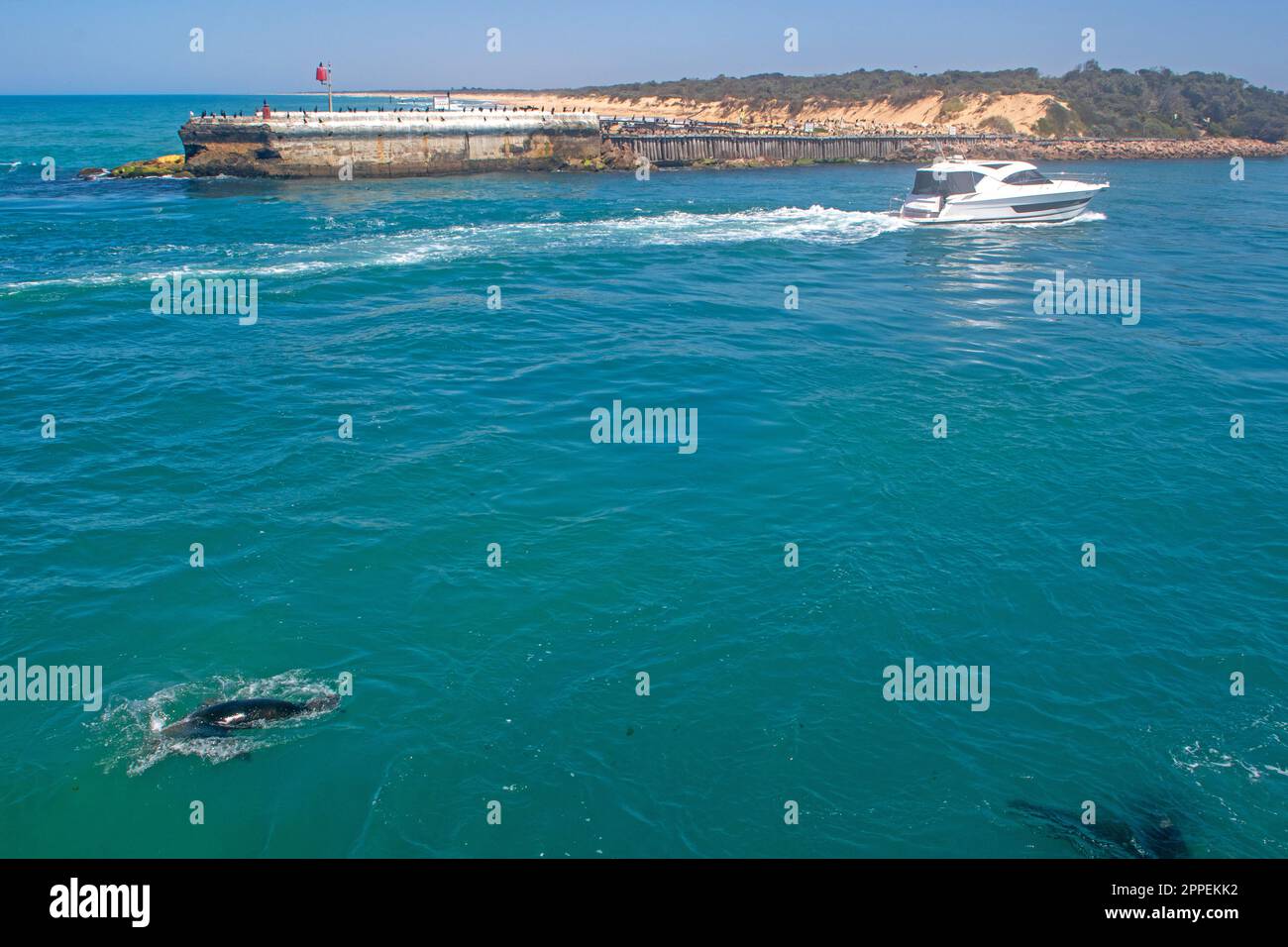 Seehunde am „Eingang“ am Lakes Entrance Stockfoto