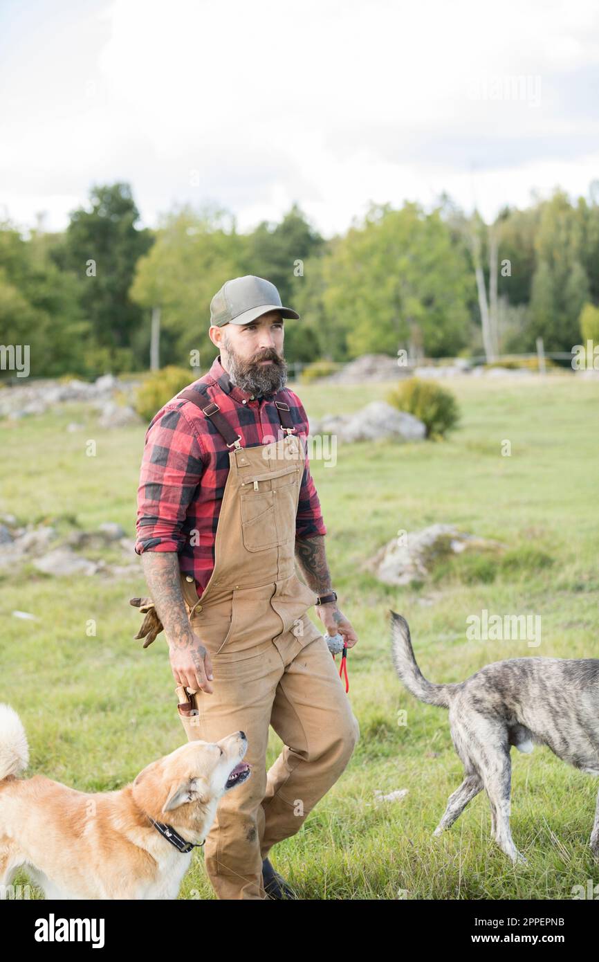 Männlicher Bauer, der mit Hunden auf dem Feld spaziert Stockfoto
