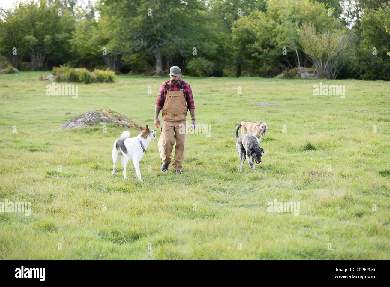 Männlicher Bauer, der mit drei Hunden auf dem Feld spaziert Stockfoto