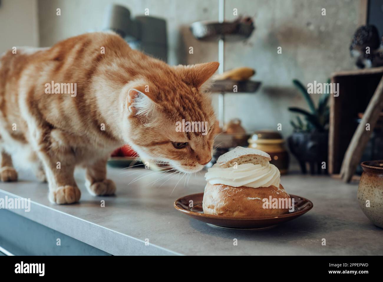 Katzenriechende Schlagsahne aus Brötchen Stockfoto