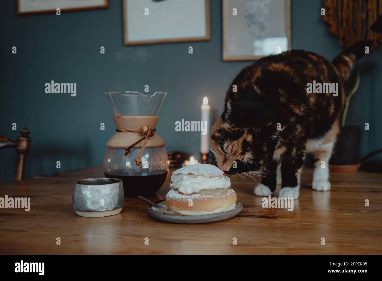 Katzenlecken von Semla Brötchen auf dem Tisch Stockfoto