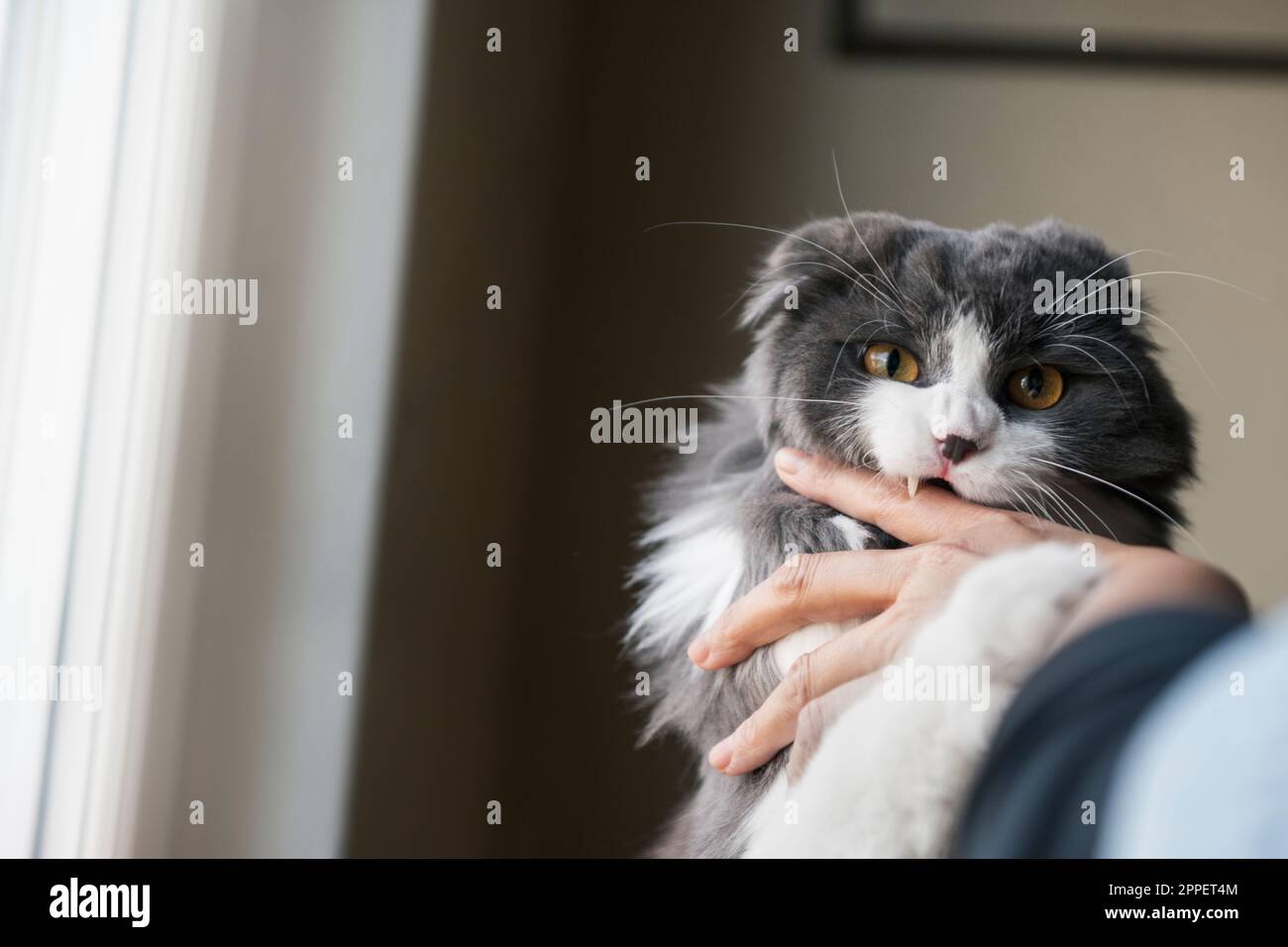 Die langhaarige Katze beißt ihrem Besitzer in die Hand Stockfoto
