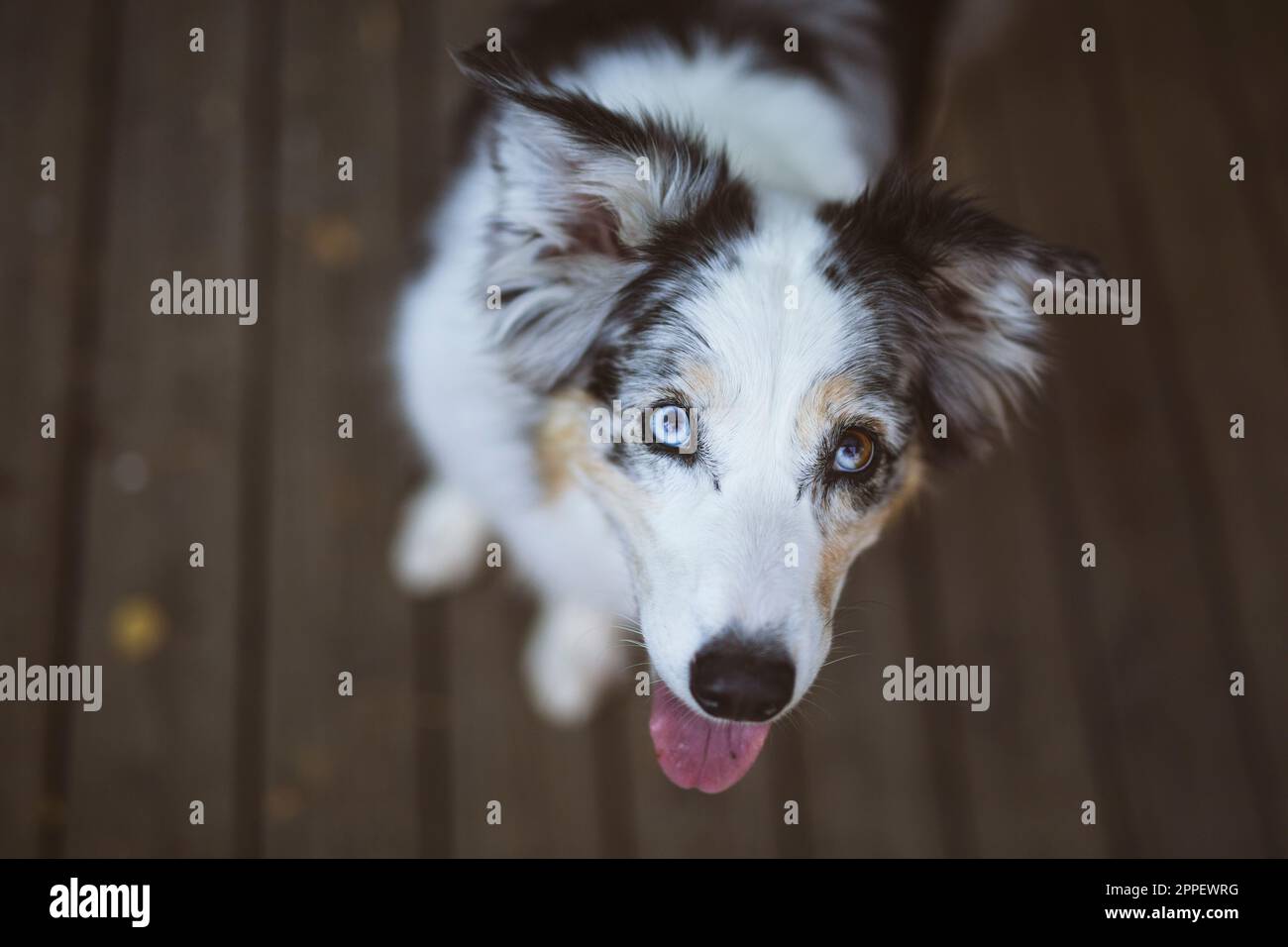 Porträt eines australischen Schäferhundes Stockfoto