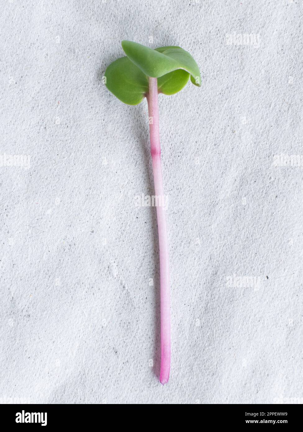 Nahaufnahme einer Blattpflanze mit rosa Stiel Stockfoto