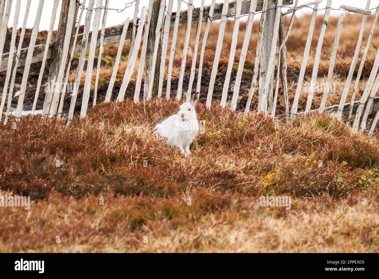 Berghasen (Lepus timidus), auch bekannt als Blauhasen, saßen inmitten der getrockneten Heidekraut im Cairngorms National Park Scotland UK. März 2023 Stockfoto
