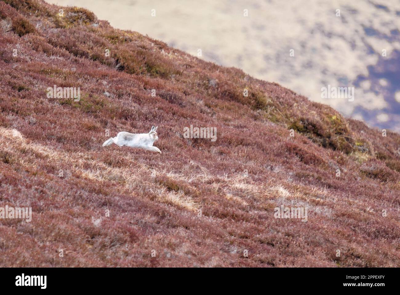 Berghasen (Lepus timidus), auch bekannt als Blauhasen, springen durch die Heidekraut im Cairngorms National Park Scotland UK. März 2023 Stockfoto