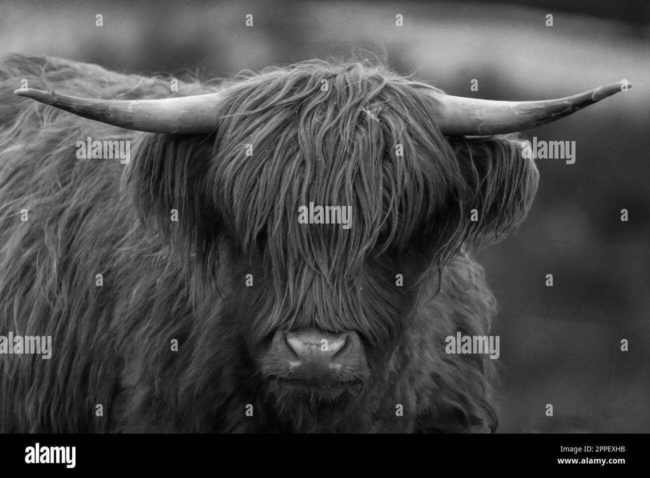 Highland-Rinder züchten hauptsächlich wegen ihres Fleisches, Braemar Scotland UK. März 2023 Stockfoto