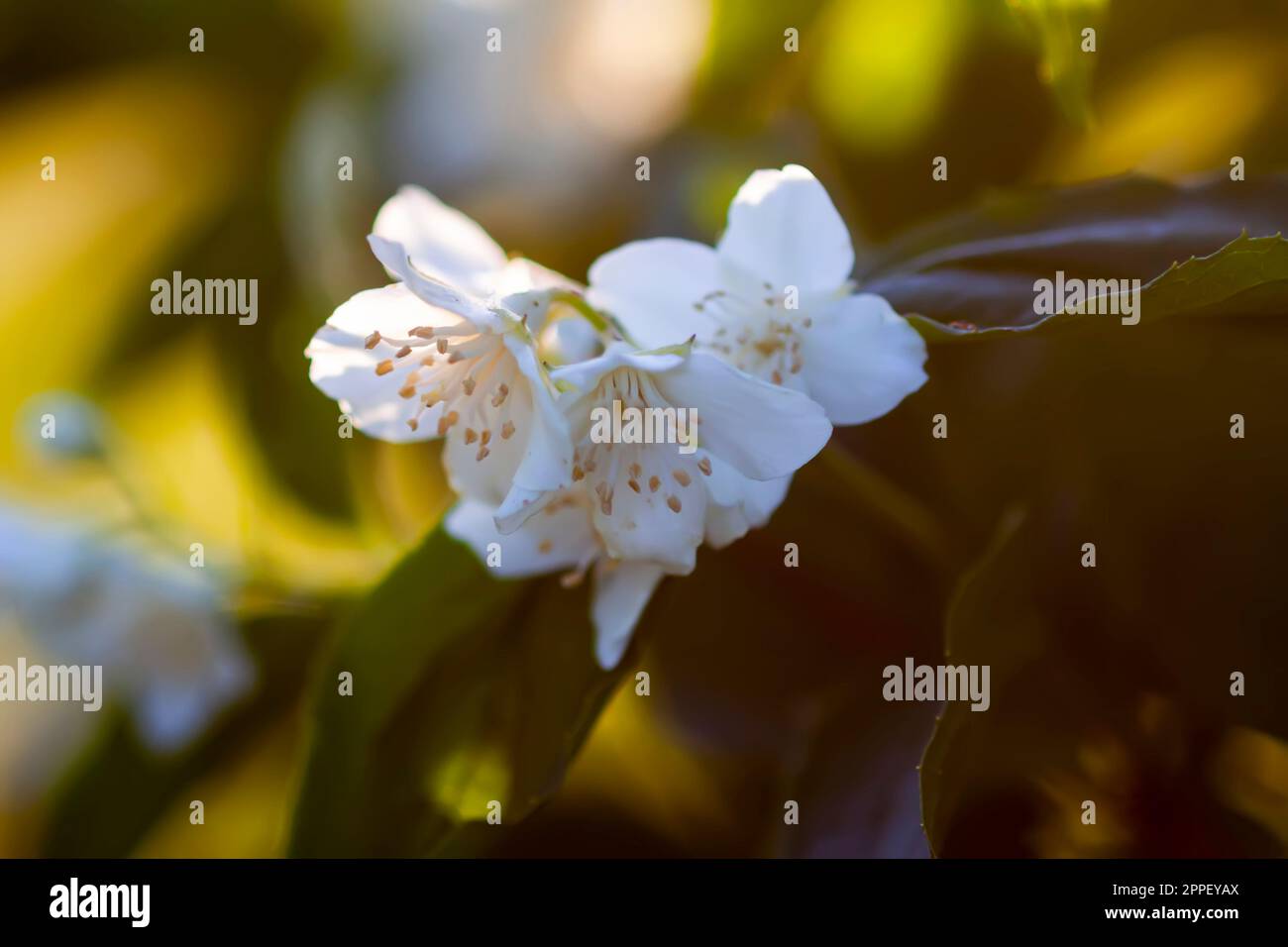 Wunderschöne weiße Jasminblumen im Frühlingsgarten. Blühende Pflanze, die von Sonnenstrahlen bei Sonnenuntergang beleuchtet wird Stockfoto