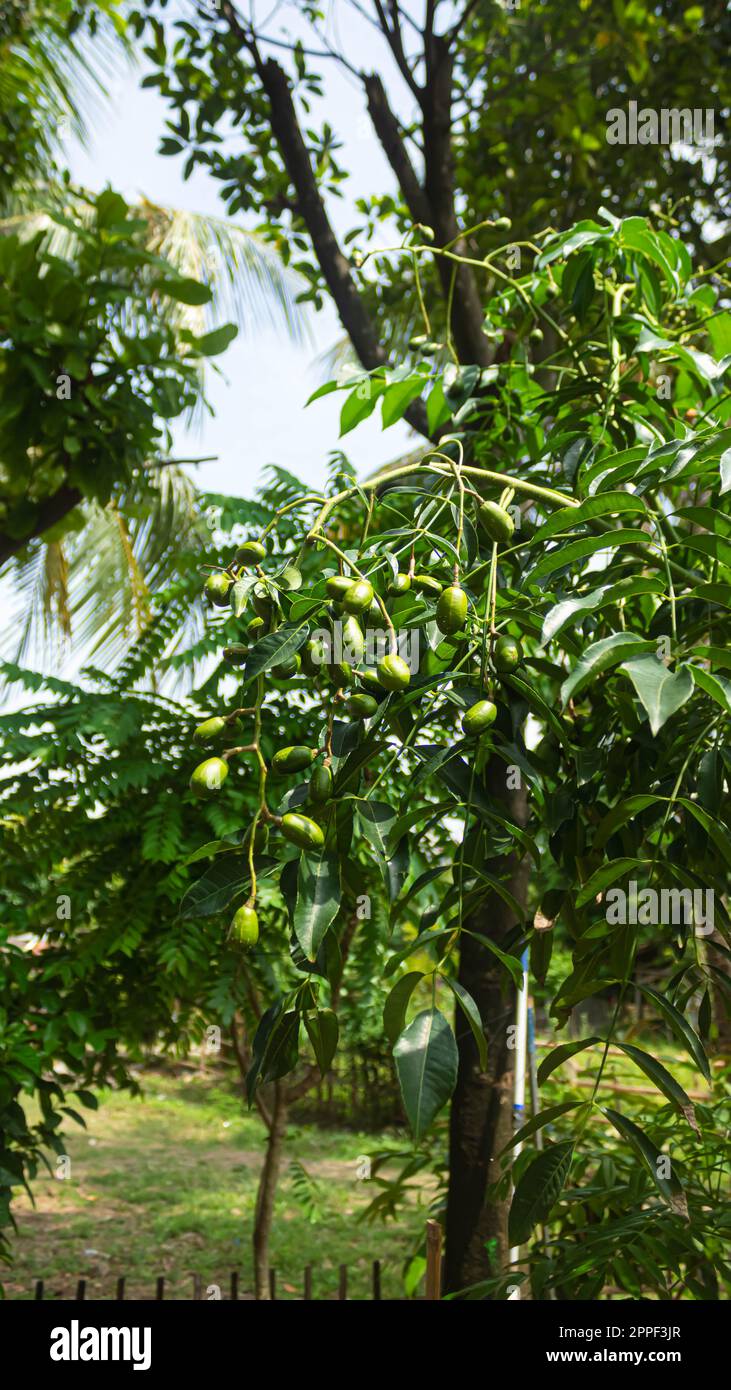 Junipflaume (Spondias dulcis) oder ambarella oder jüdische Pflaume oder goldene Apfelfrucht auf einem Baum Stockfoto