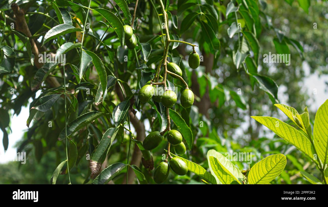 Junipflaume (Spondias dulcis) oder ambarella oder jüdische Pflaume oder goldene Apfelfrucht auf einem Baum Stockfoto