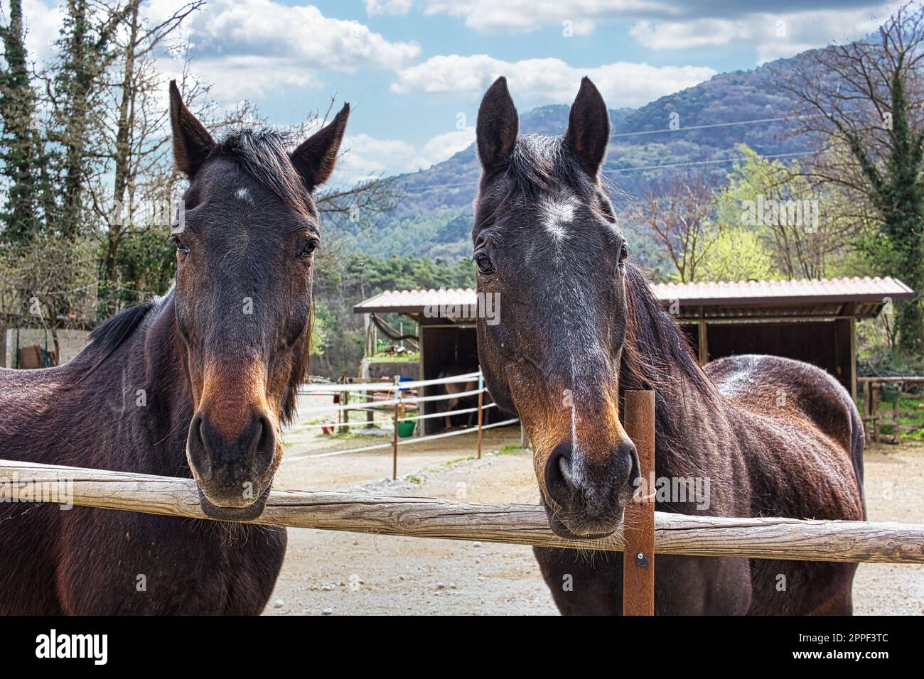 In der friedlichen Umgebung eines einfachen Reitzentrums in den italienischen Bergen grasen zwei Kastanienpferde auf ihrem Feld. Stockfoto