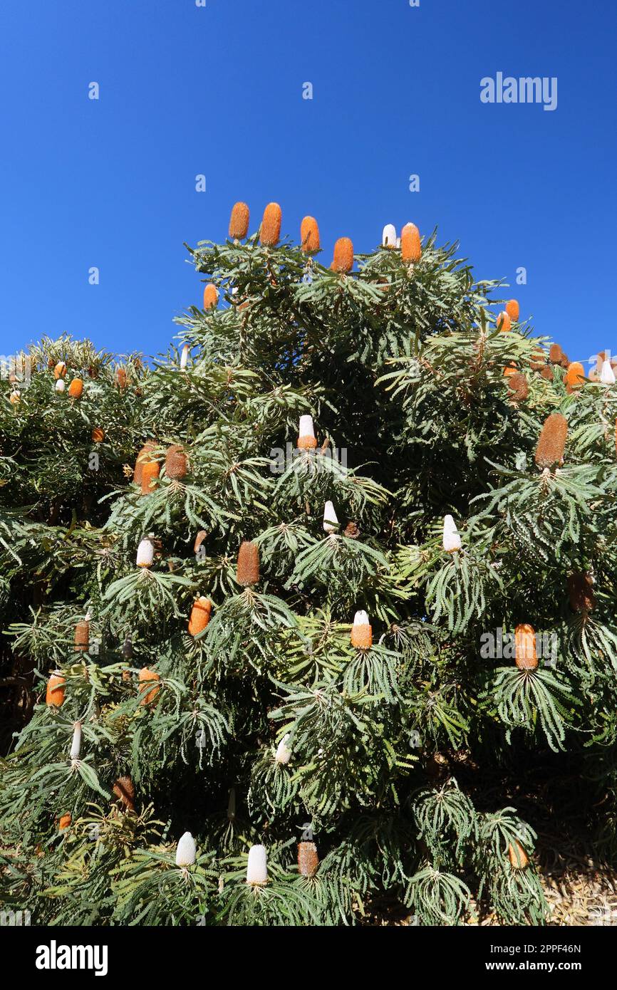 Banksia Plants (Banksia burdetti) blühend wahnsinnig, Perth, Westaustralien, April 2023 Stockfoto