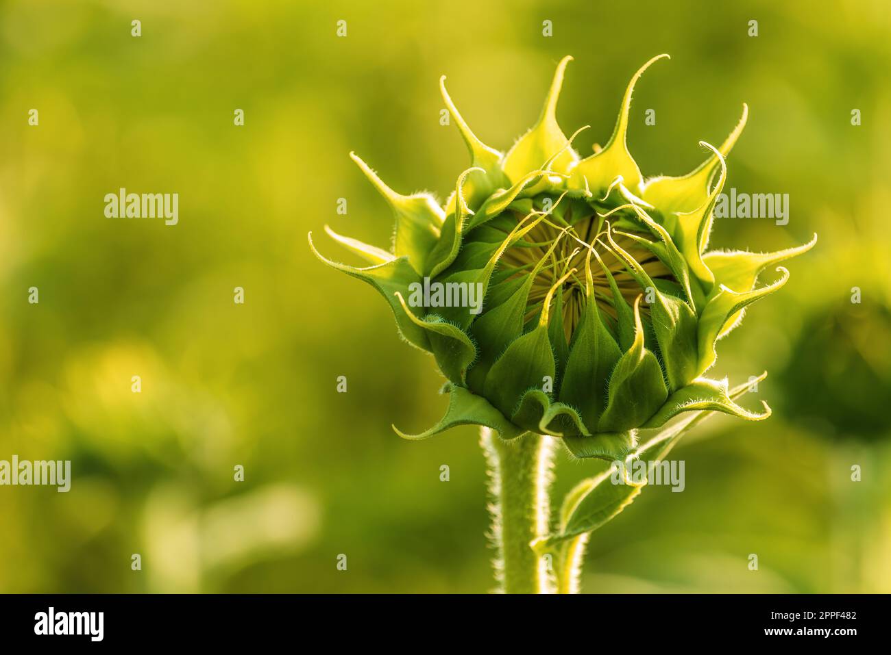Ungeöffneter Sonnenblumenkopf im kultivierten landwirtschaftlichen Feld am sonnigen Sommernachmittag, selektiver Fokus Stockfoto