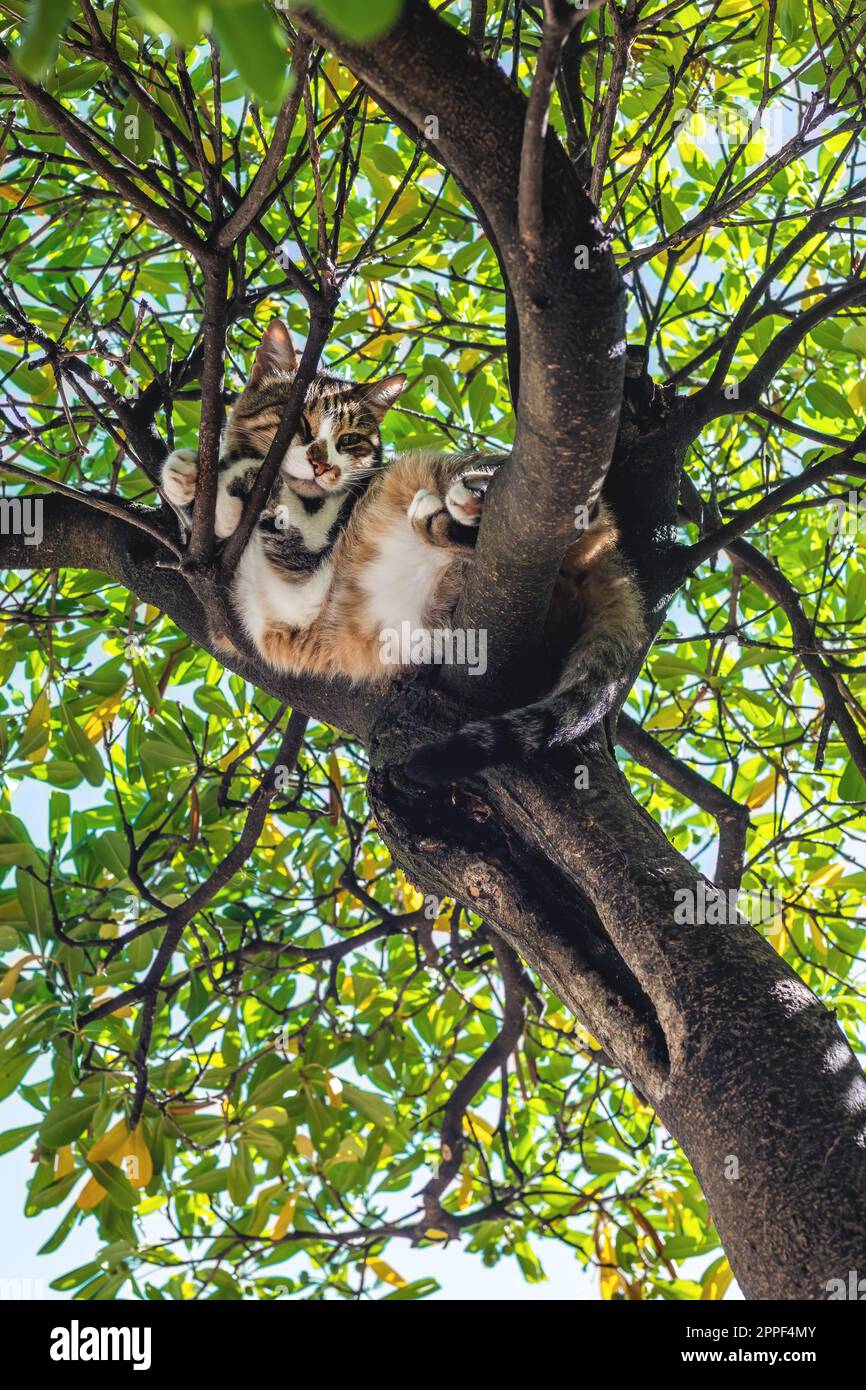 Faule streunende Katze, die im Sommer auf dem Ast schläft, selektiver Fokus Stockfoto