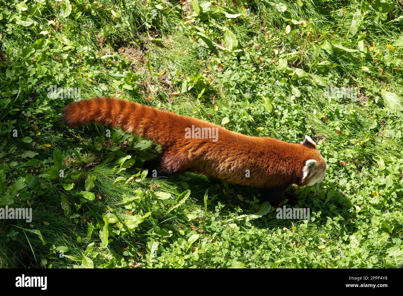Roter Panda (Ailurus fulgens) im Gras, Tier der Familie Ailuridae, einheimische Region: östlicher Himalaya und Südwestchina. Stockfoto