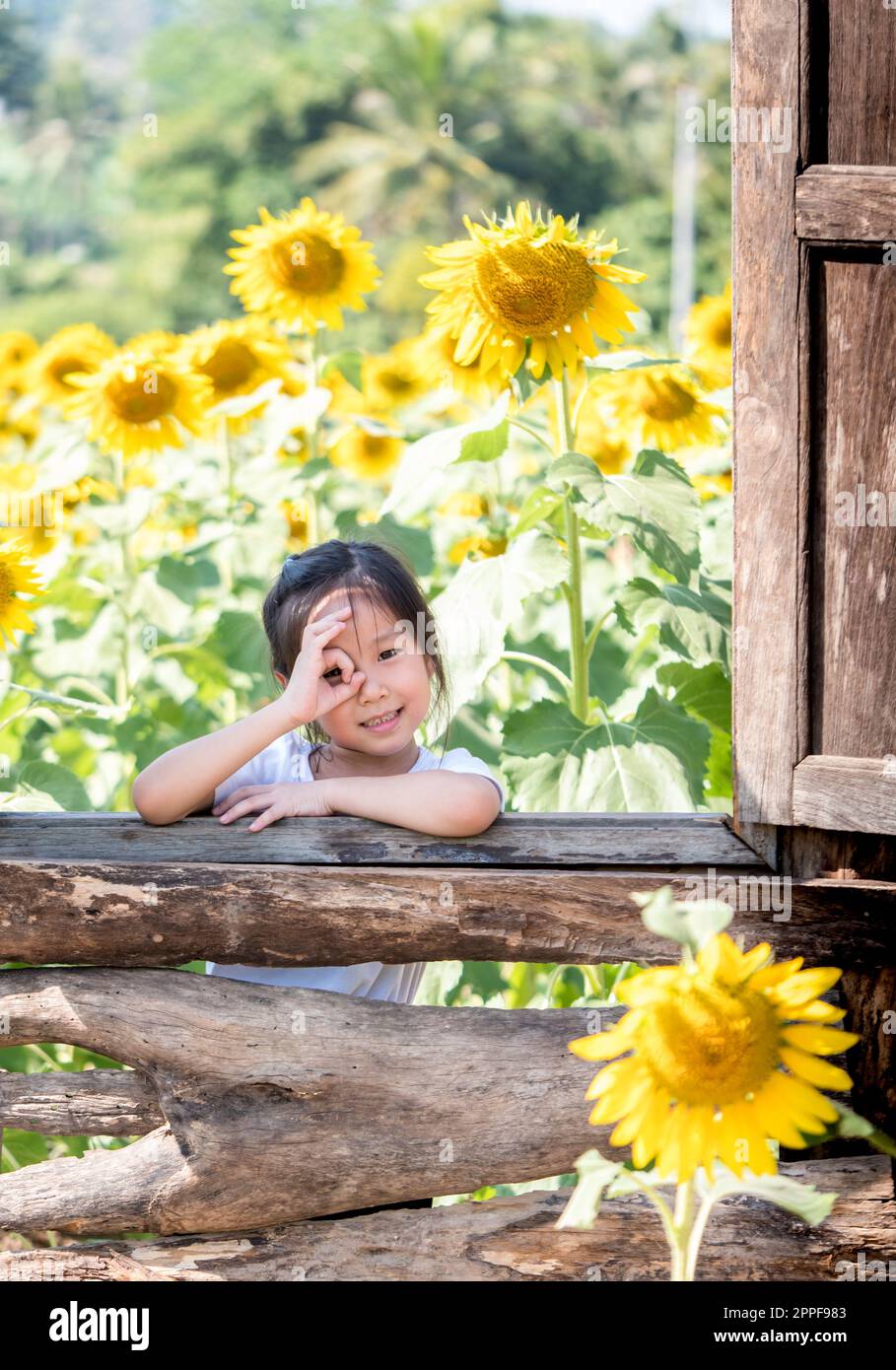 Porträt eines süßen asiatischen Mädchens auf dem Feld der Sonnenblumen (Helianthus annuus) Stockfoto