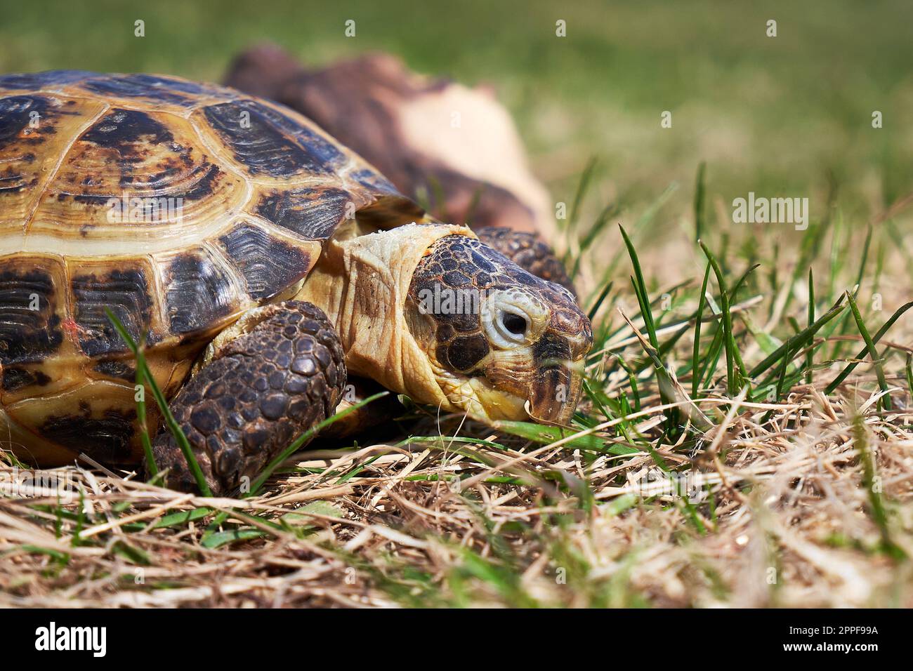 Landschildkröte aus der Nähe. Russische Schildkröte auf dem Gras Stockfoto