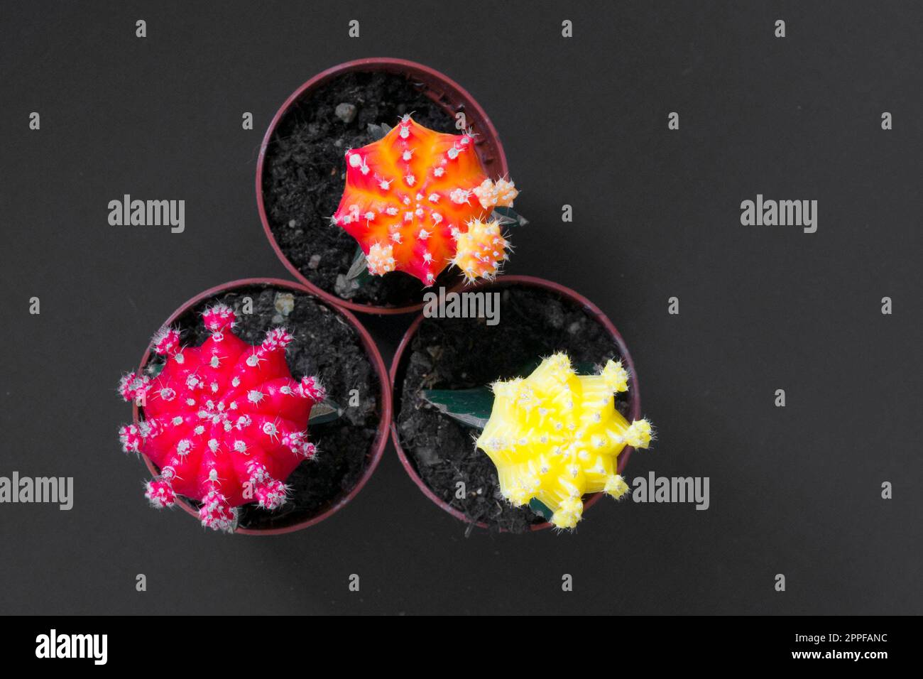 Harmonische Zusammensetzung mit dreifarbigem gymnocalycium mihanovichii-Kaktus auf neutralem Hintergrund Stockfoto