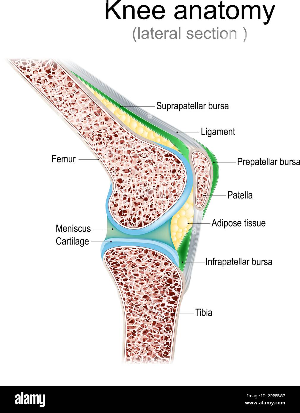 Knieanatomie. Seitenansicht. Querschnitt des Gelenks mit Bändern, Meniskus und Bursae. Kniegelenkhöhle. Querschnitt der Beinknochen. Detaillierter Vektor Stock Vektor